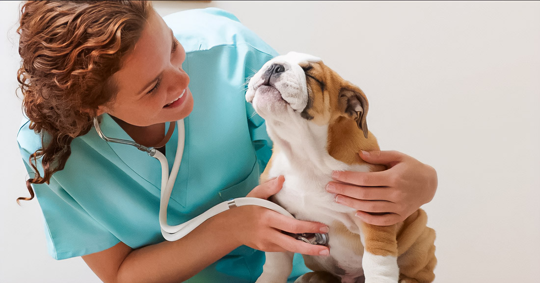 Physical Therapy for Animals in Dubai: Why it’s Important